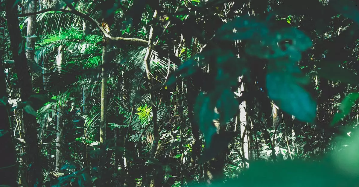 amazon canopy walk brazil price