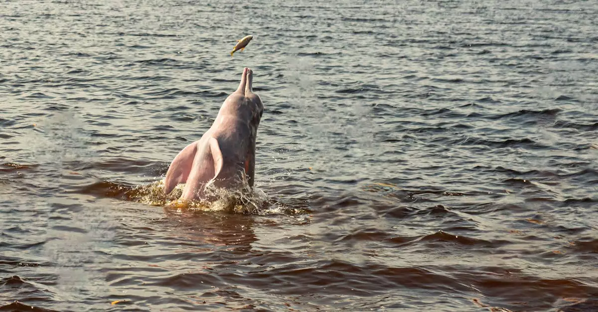 amazon dolphin tour peru price