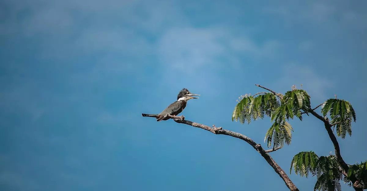 amazon fishing tour brazil price