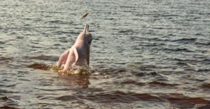 amazon pink dolphin tour colombia price 12434692