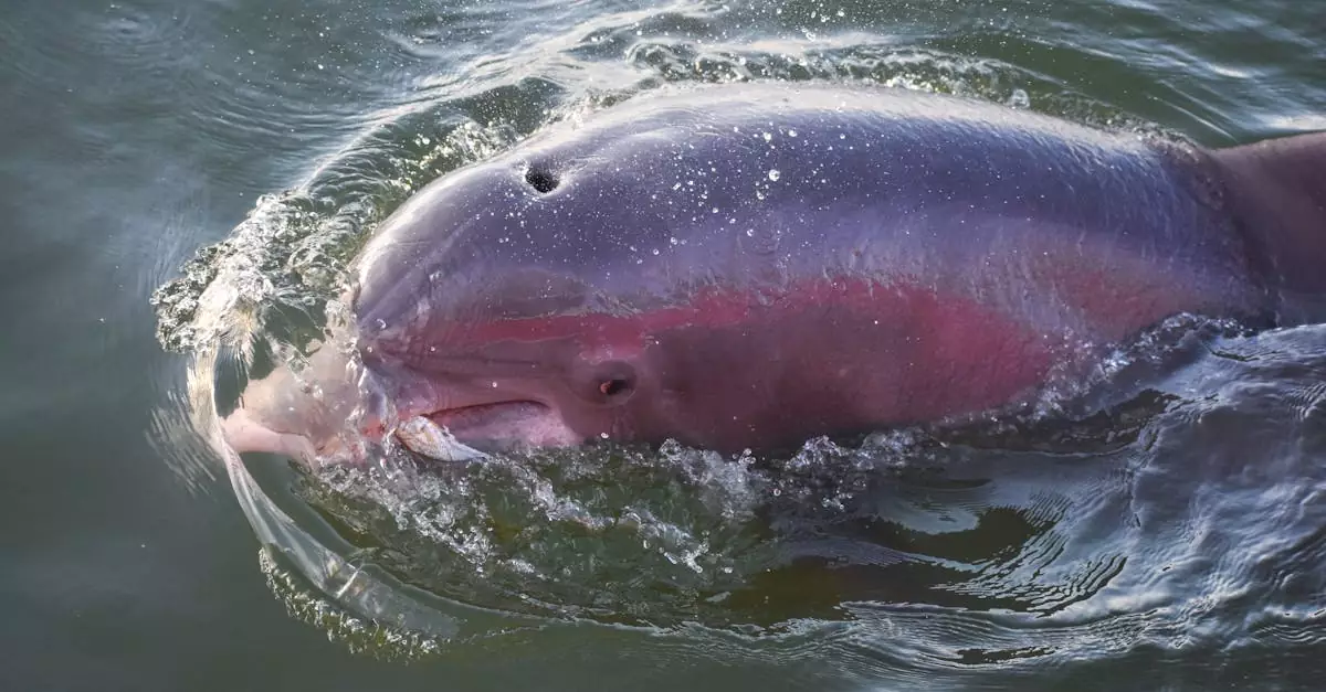 amazon pink dolphin tour price