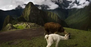 best time to visit amazon peru 10549837