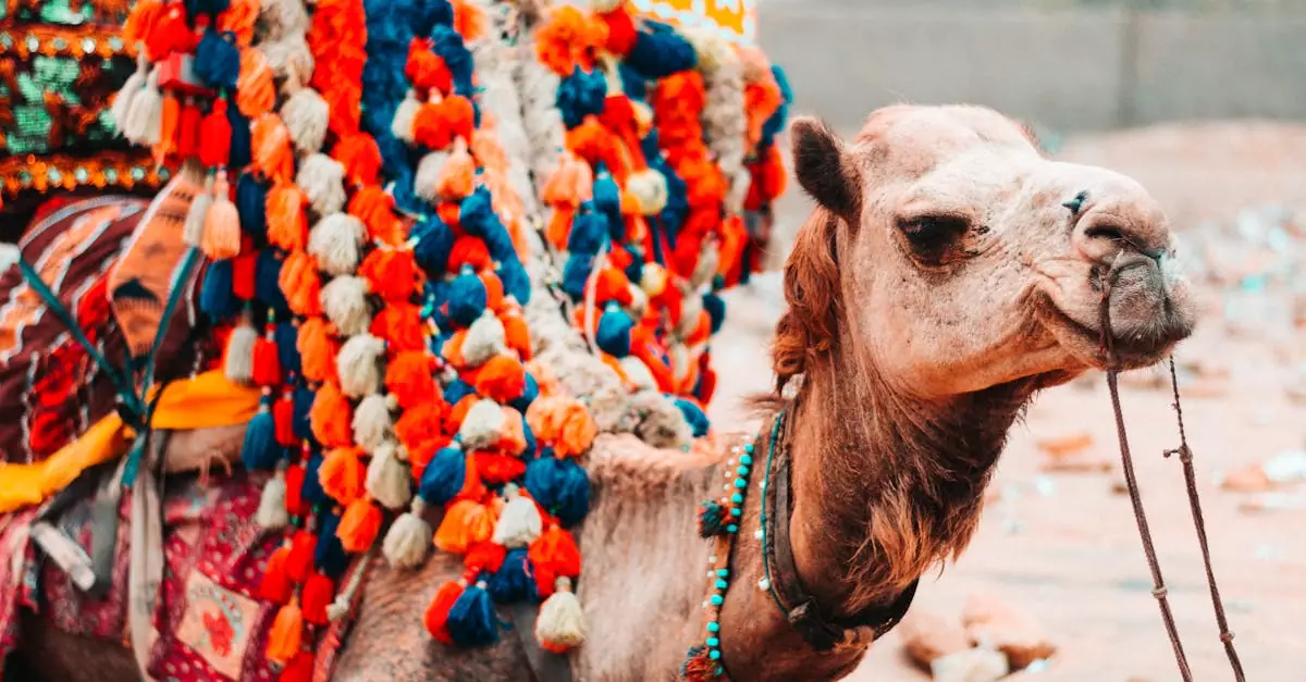 broome camel ride price