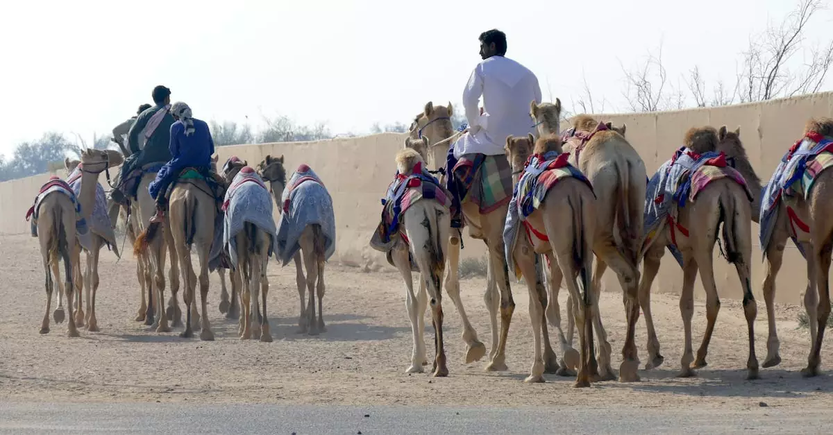 broome camel ride price