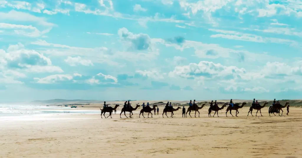 Broome Camel Ride Price Guide 27 broome camel ride price 7027649