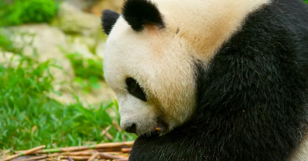 chengdu panda volunteer program price