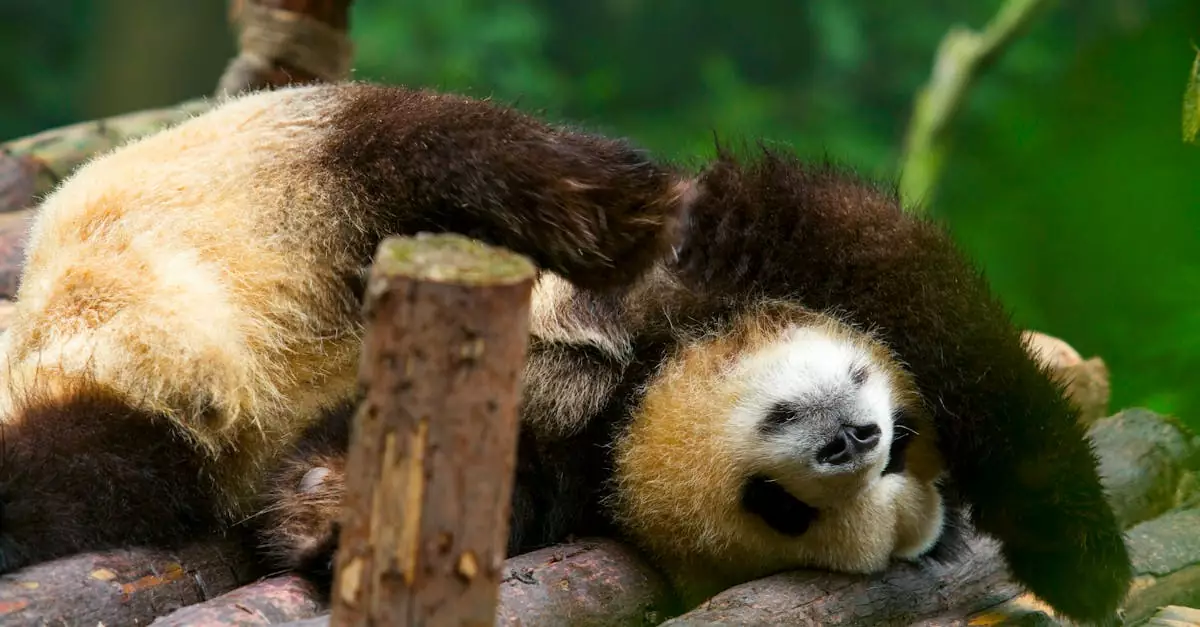 chengdu panda volunteer program price