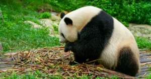 chengdu panda volunteer program price 31639676