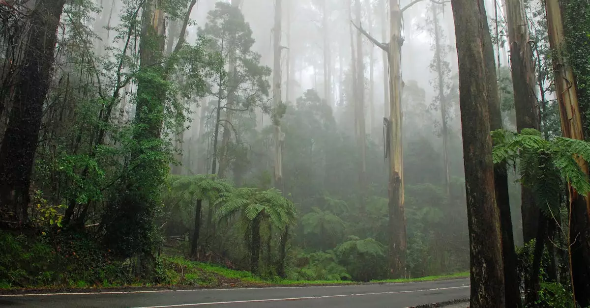 dandenong ranges puffing billy tickets price