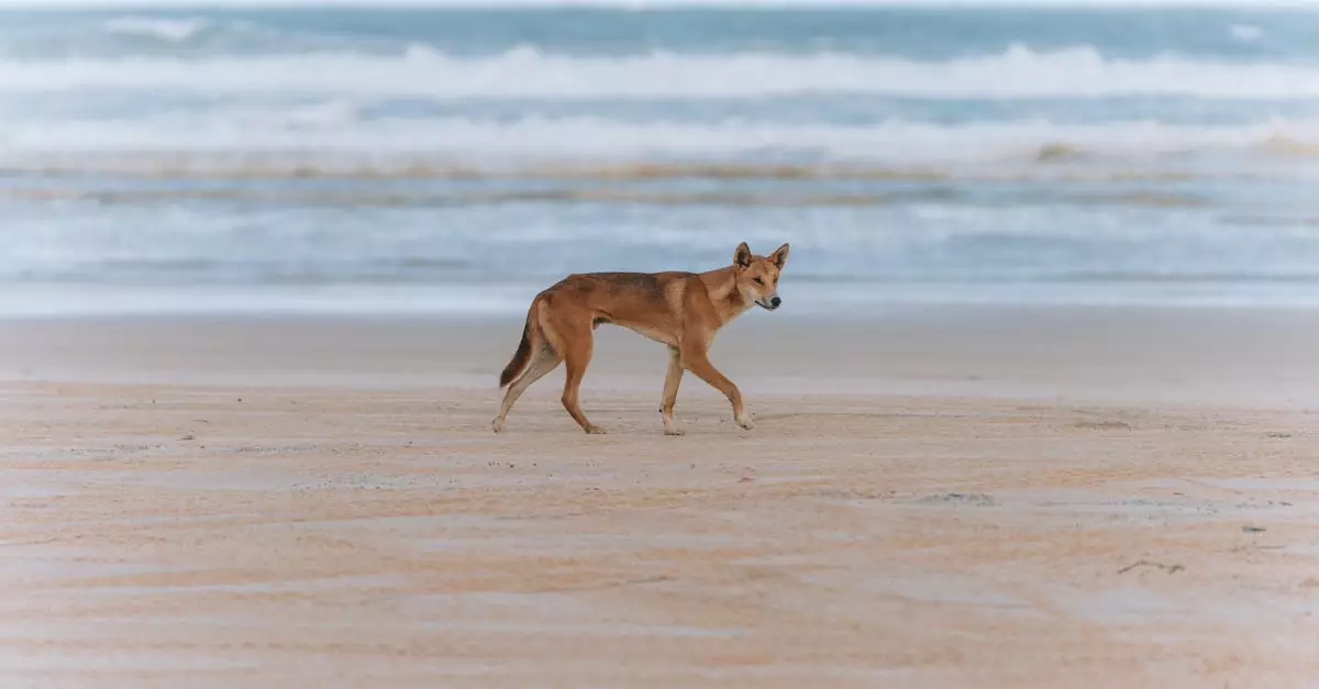 fraser island tour price