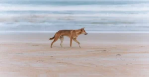 fraser island tour price 20734566