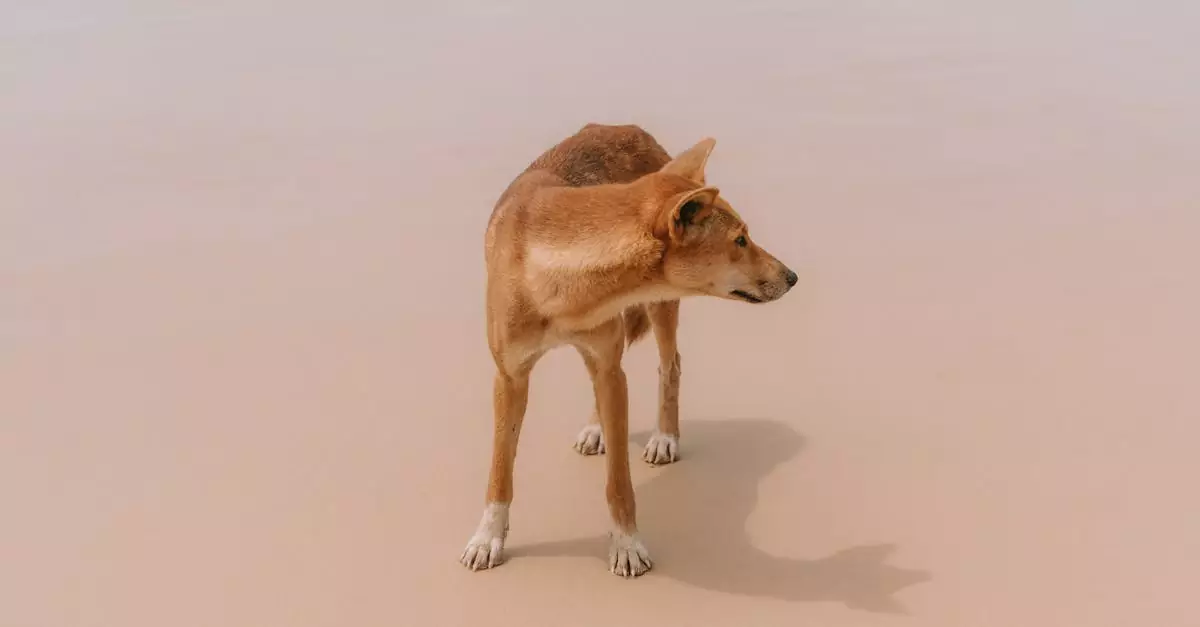 fraser island tour price