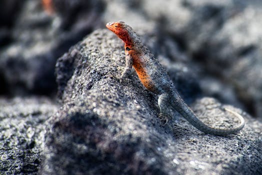 galapagos tour package cost