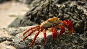 galapagos tour package cost 4