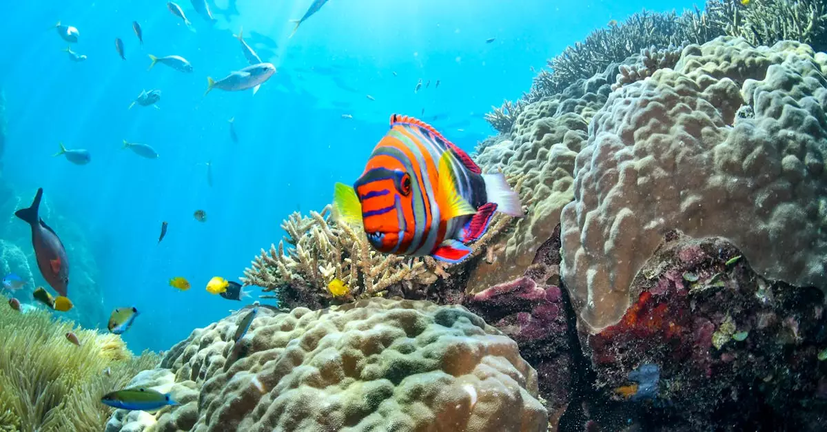 great barrier reef tour price