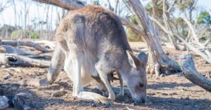 kangaroo island tour price 3567162