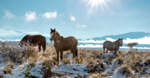 patagonia horse riding tour price 13275561