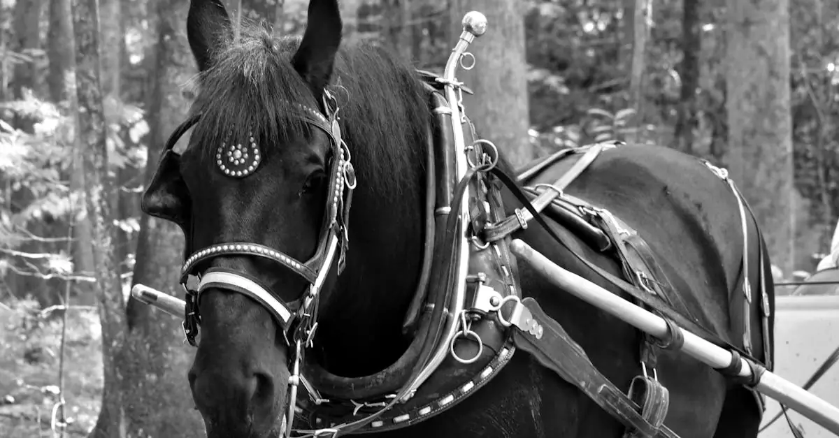 patagonia horse riding tour price