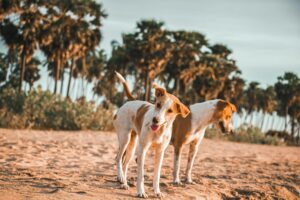 arugam bay surf camp price