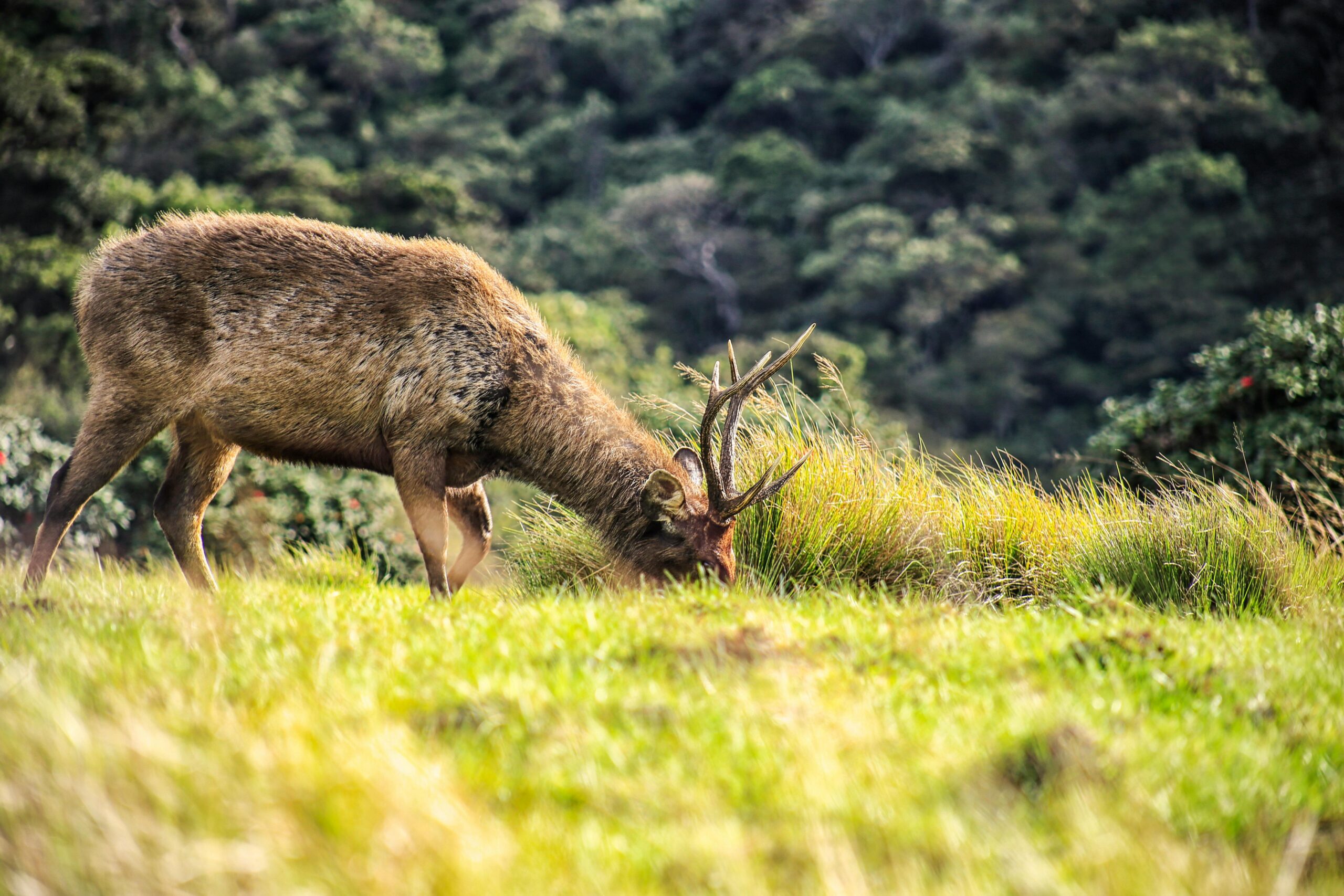 horton plains tickets price