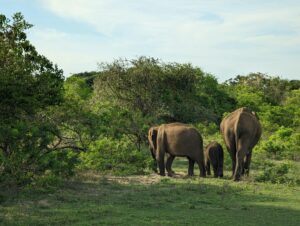 yala safari price