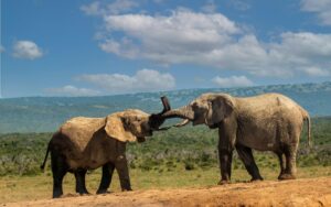 amboseli safari price