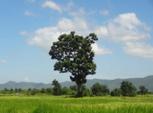kampot pepper farm tour price