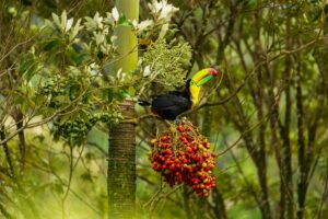rio celeste waterfall tour price