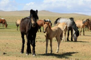 terelj national park tour price