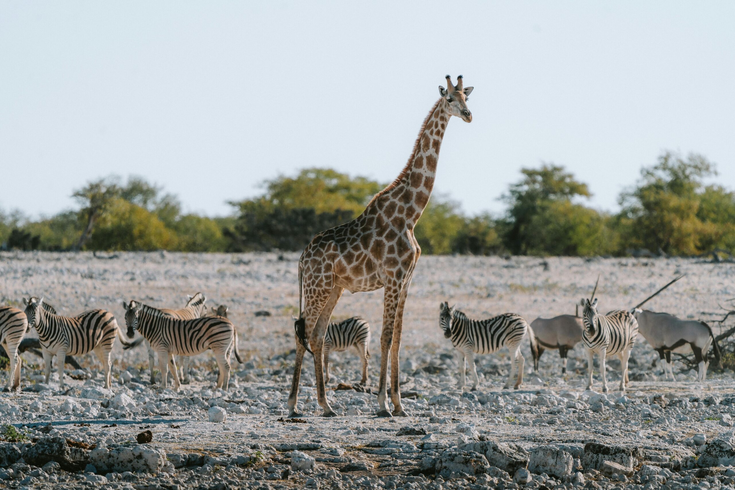 etosha national park safari price