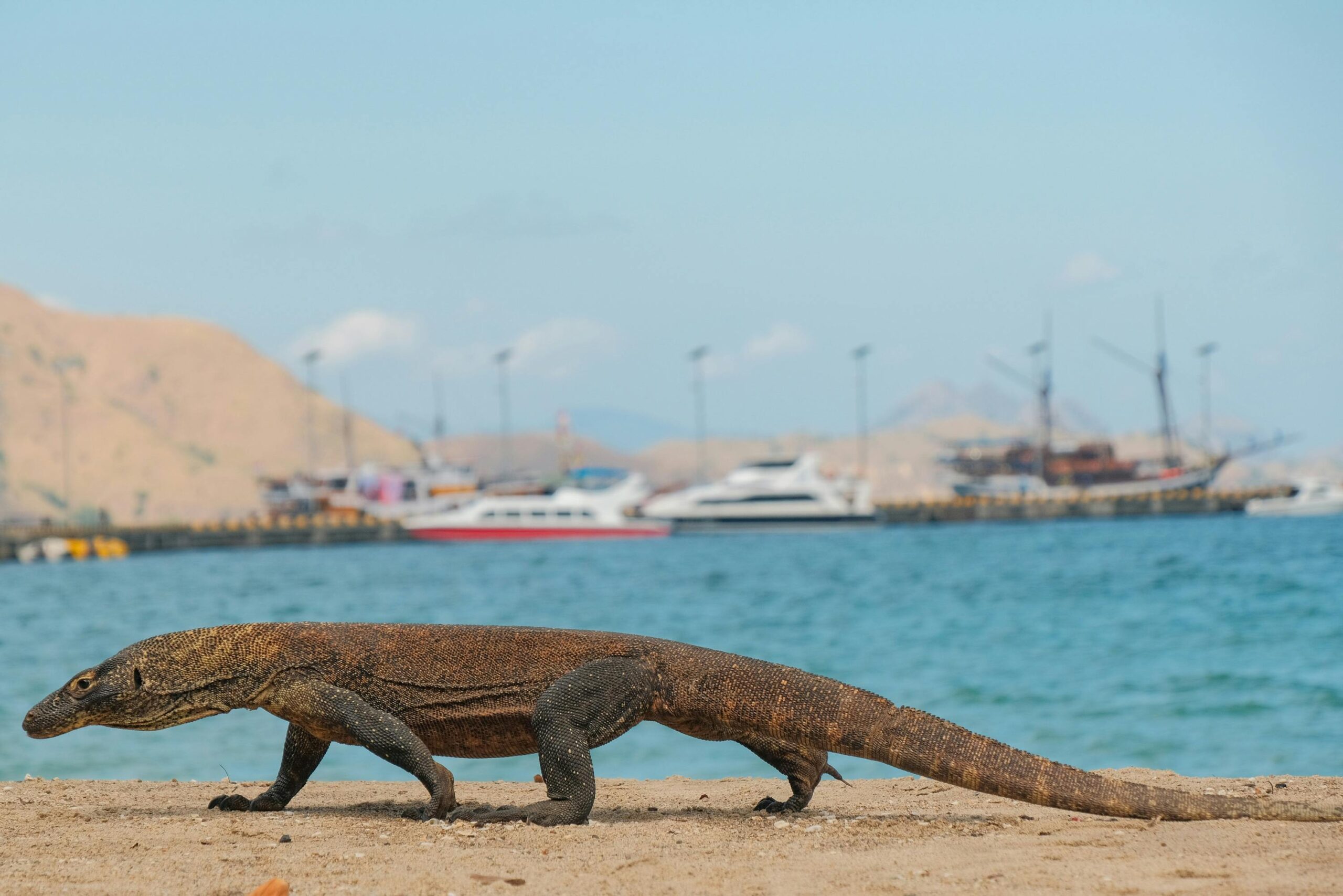 komodo island tour price