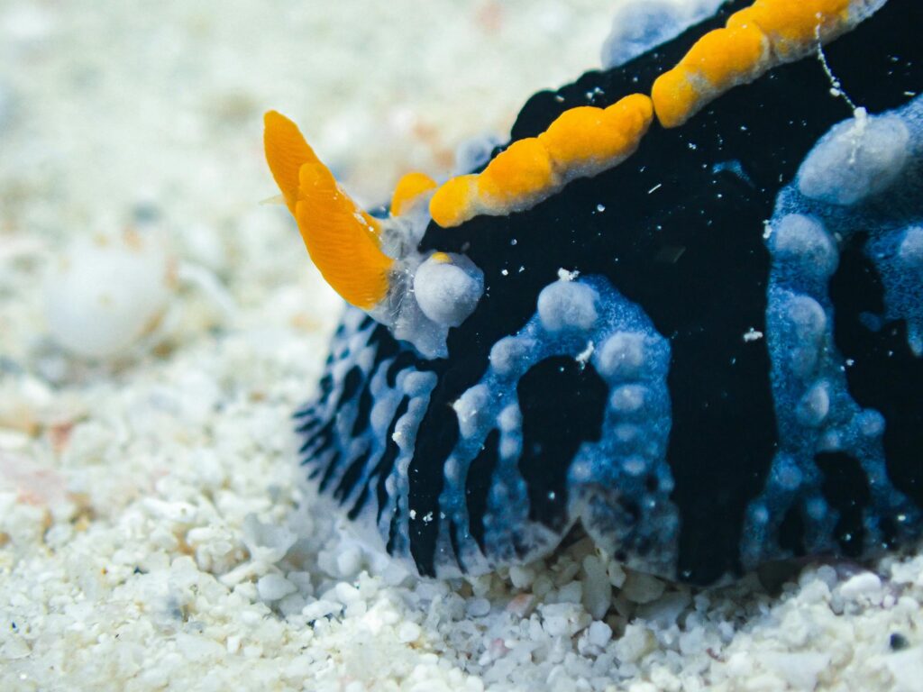 best time to visit mauritius