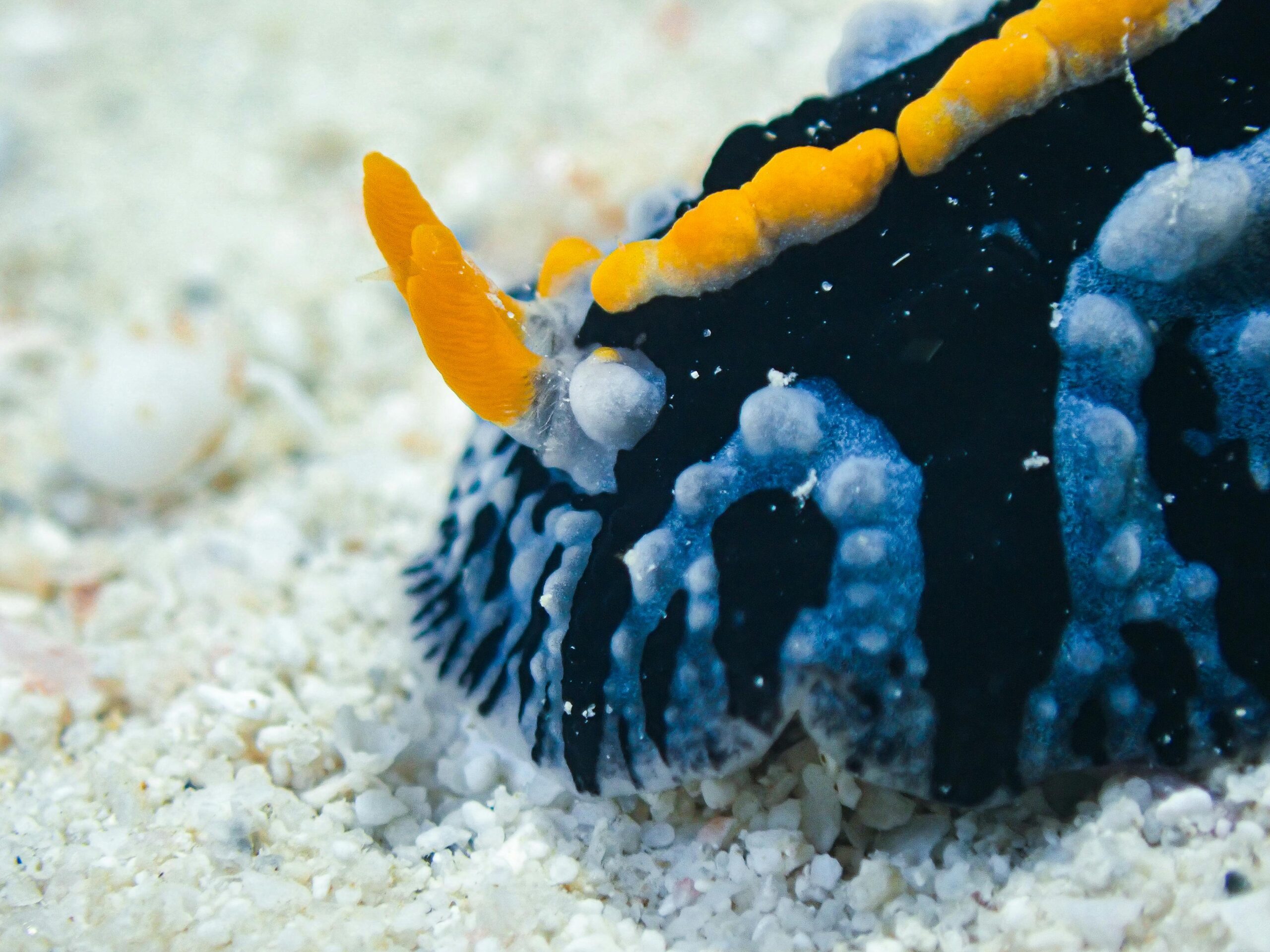 mauritius all inclusive resorts