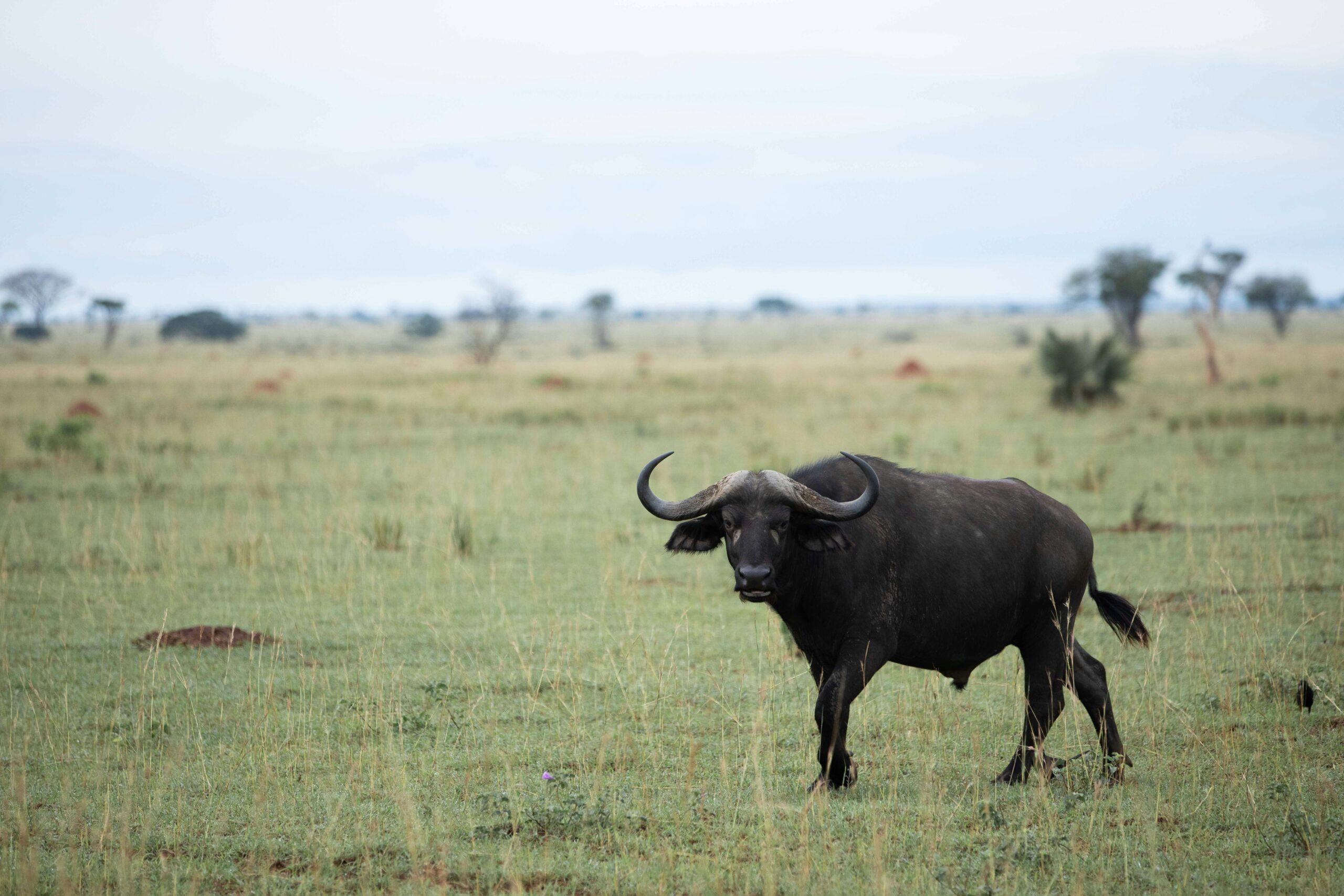 best time to visit uganda