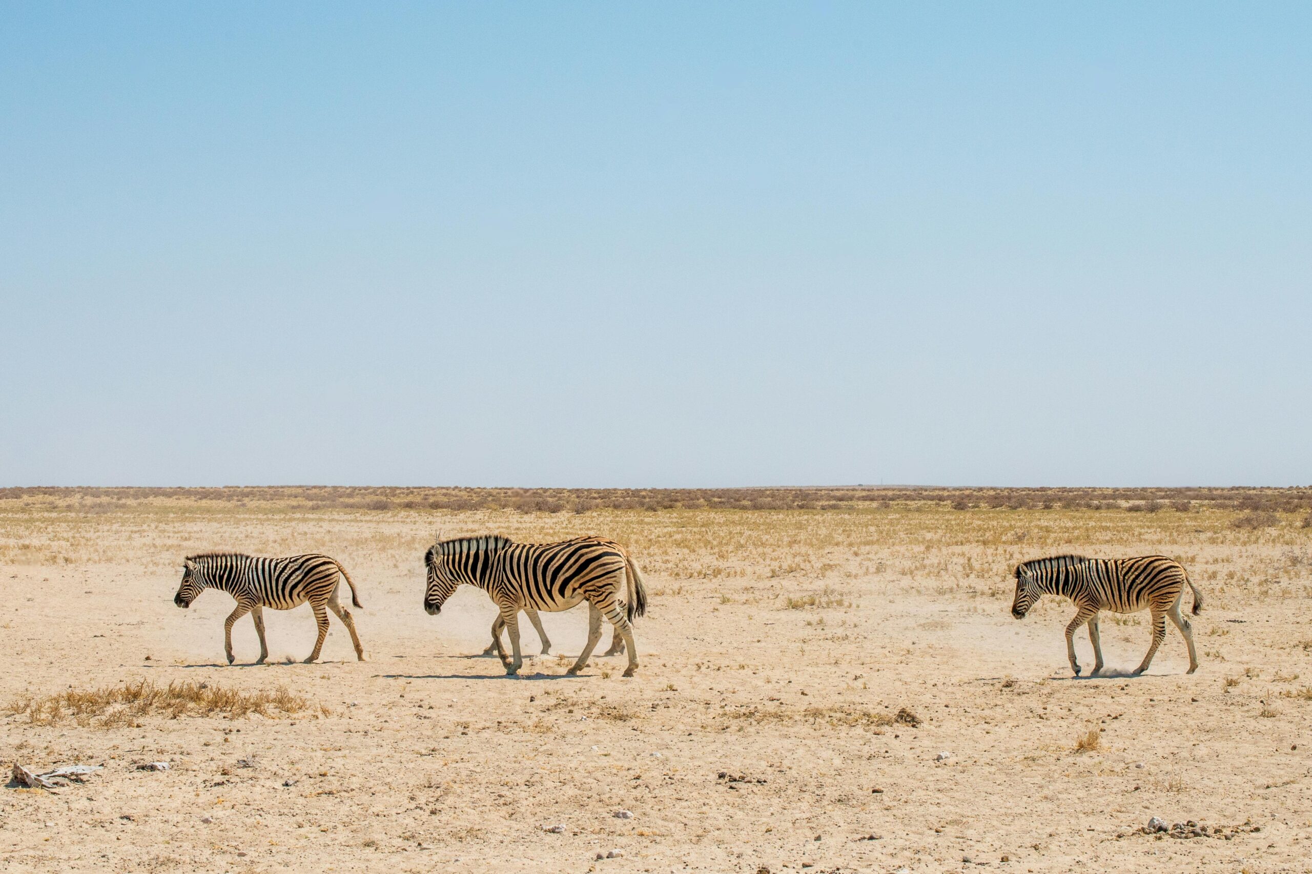 etosha national park safari price