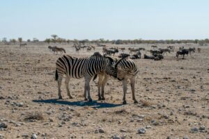 etosha national park safari price