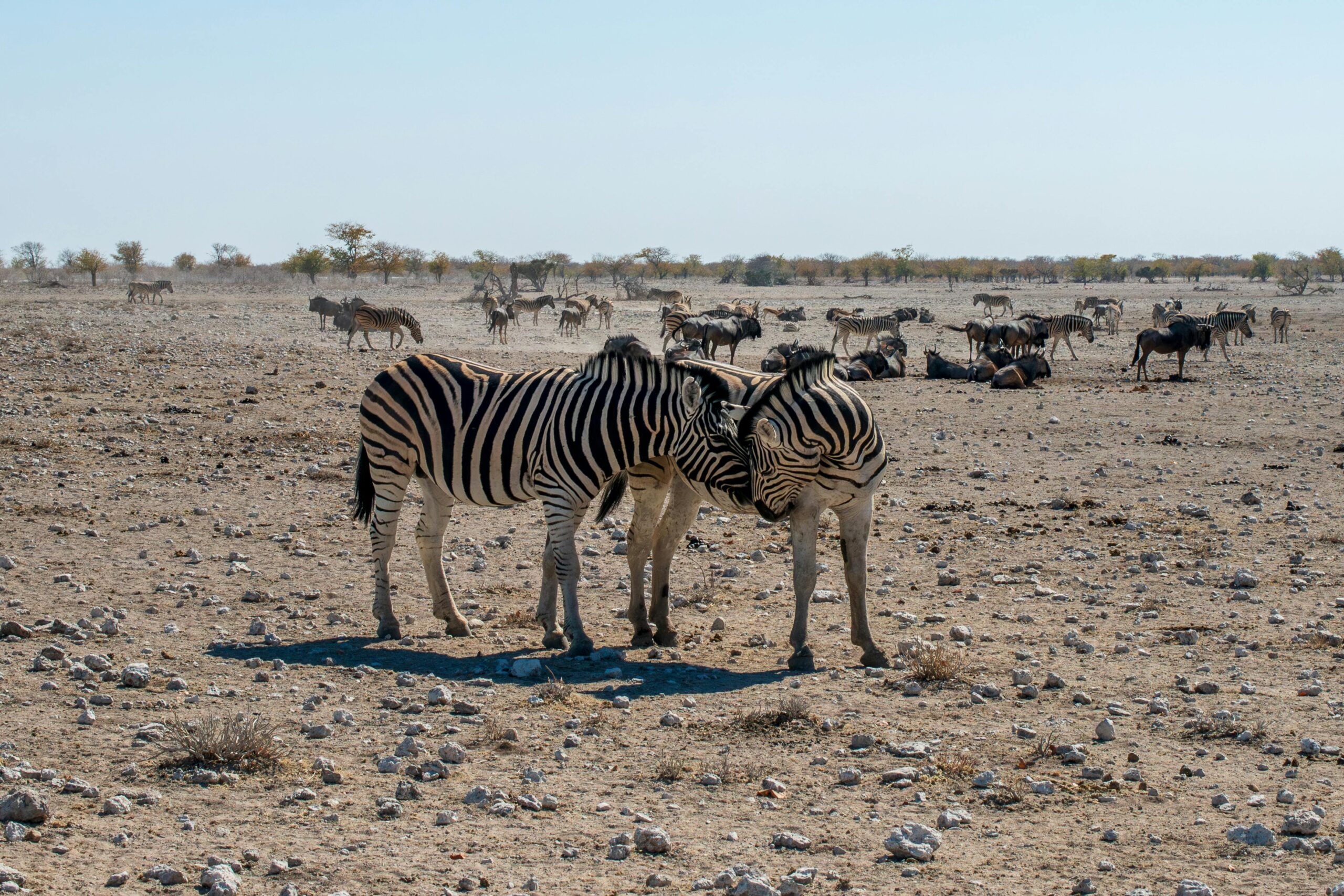 etosha national park safari price