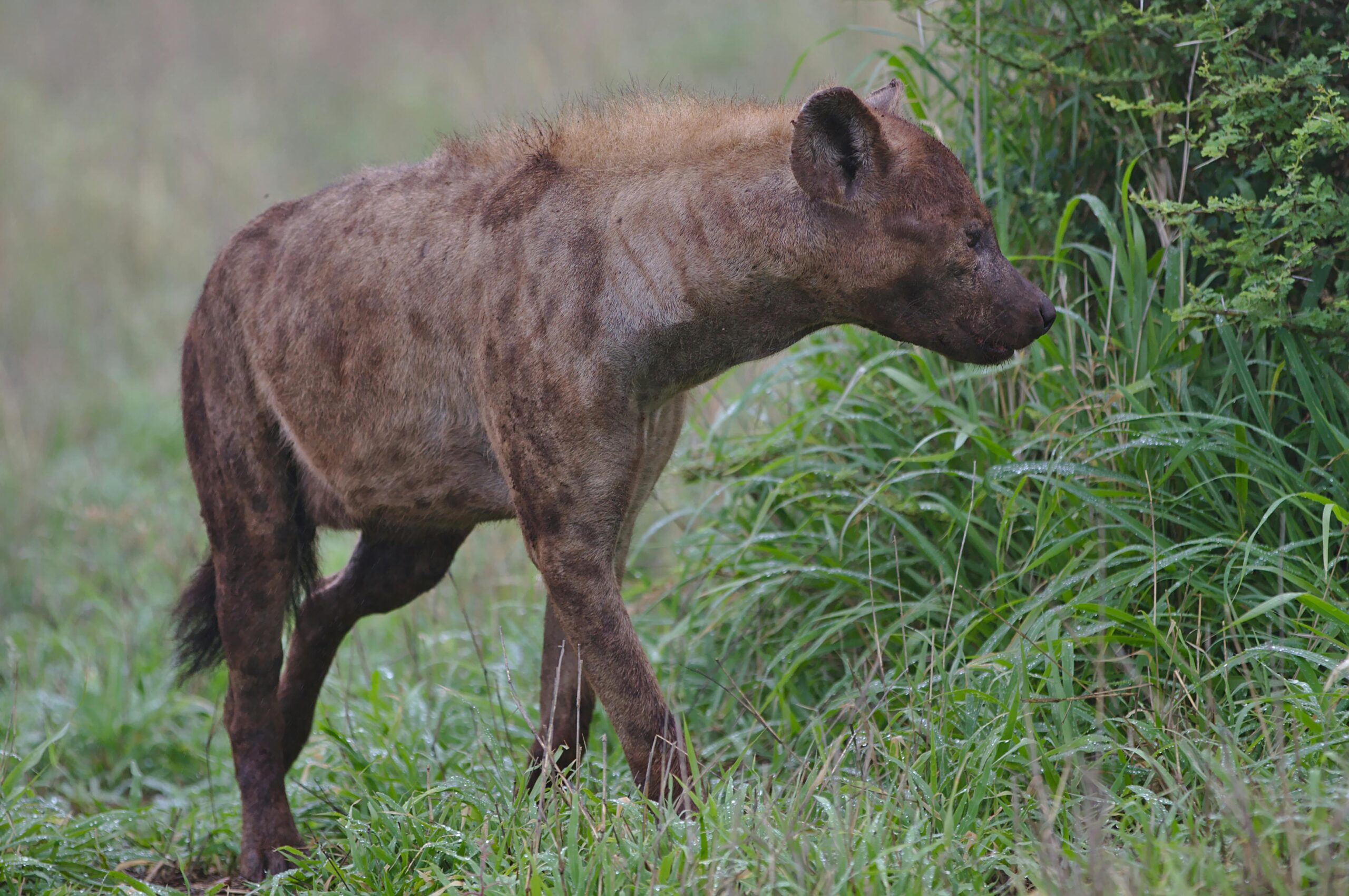 kruger national park safari price