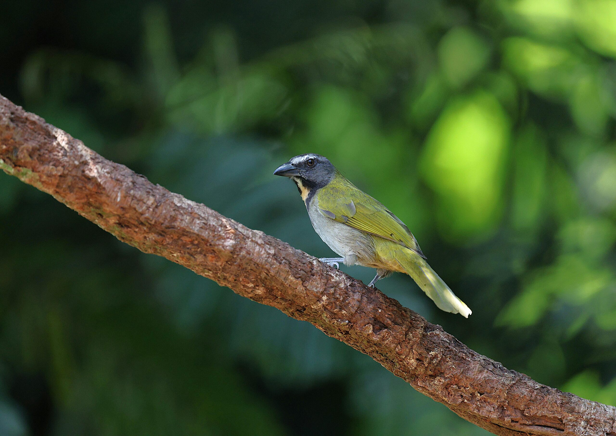costa rica waterfall tour price