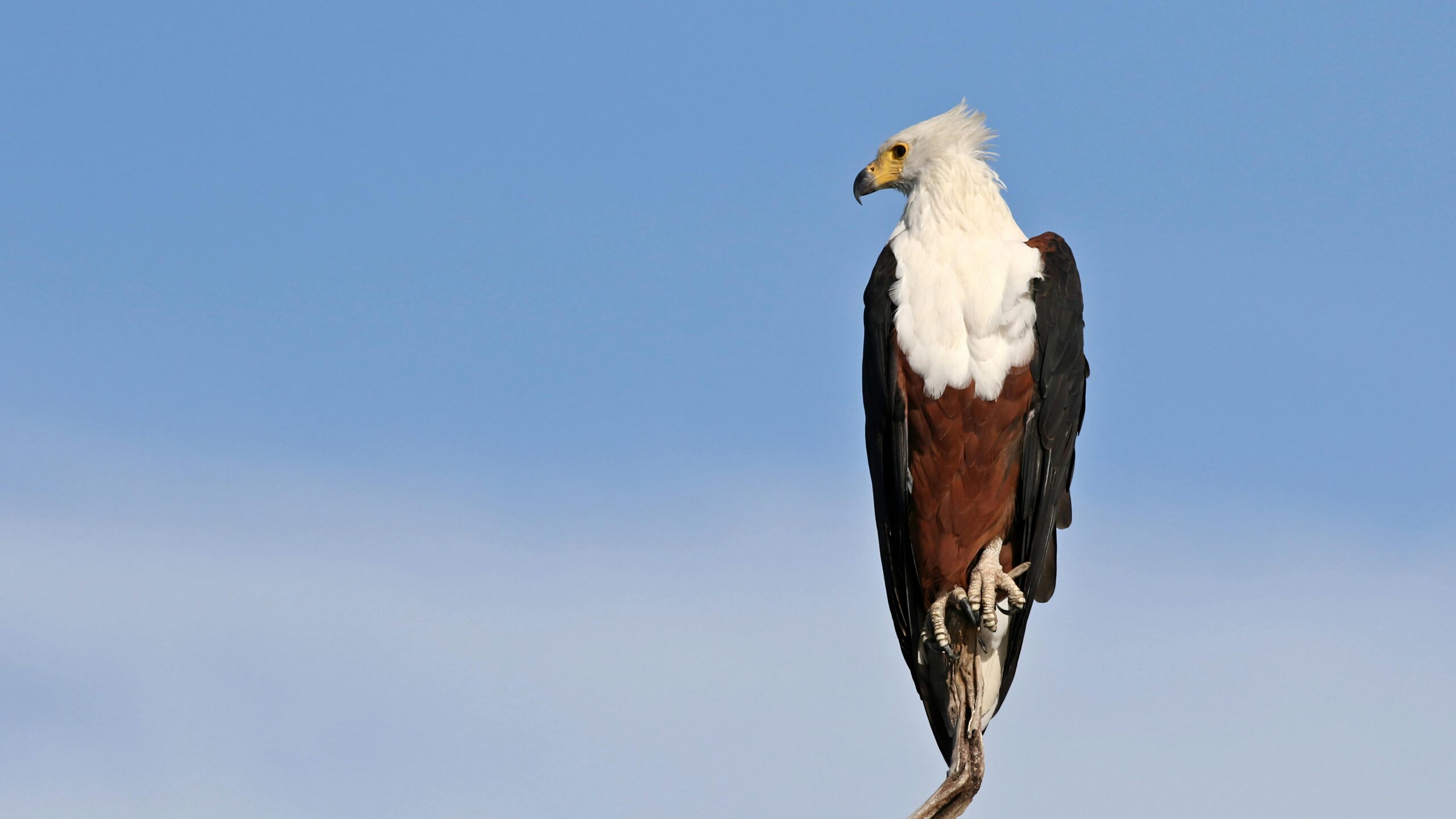 chobe national park safari price