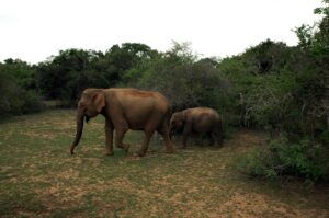 udawalawe safari cost
