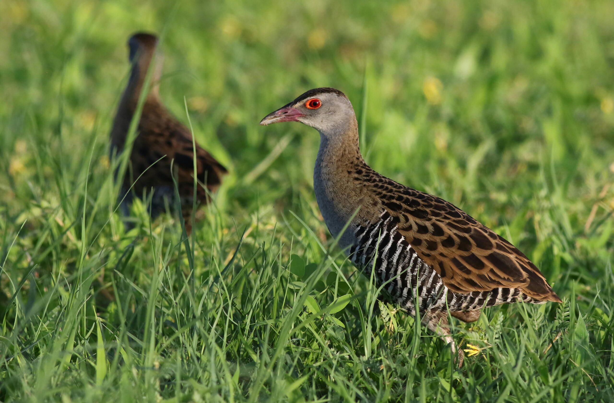 chobe national park safari price