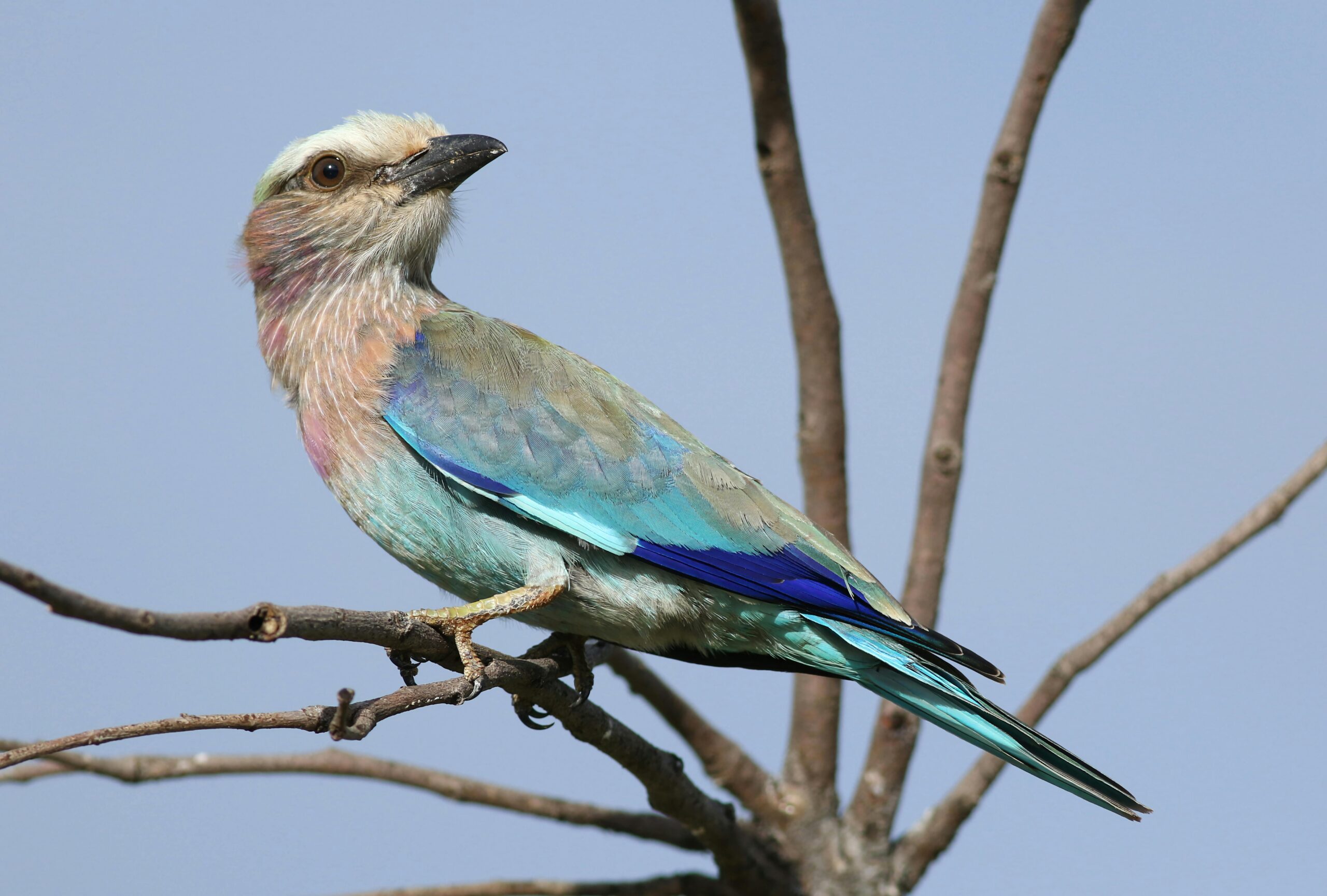 best time to visit botswana