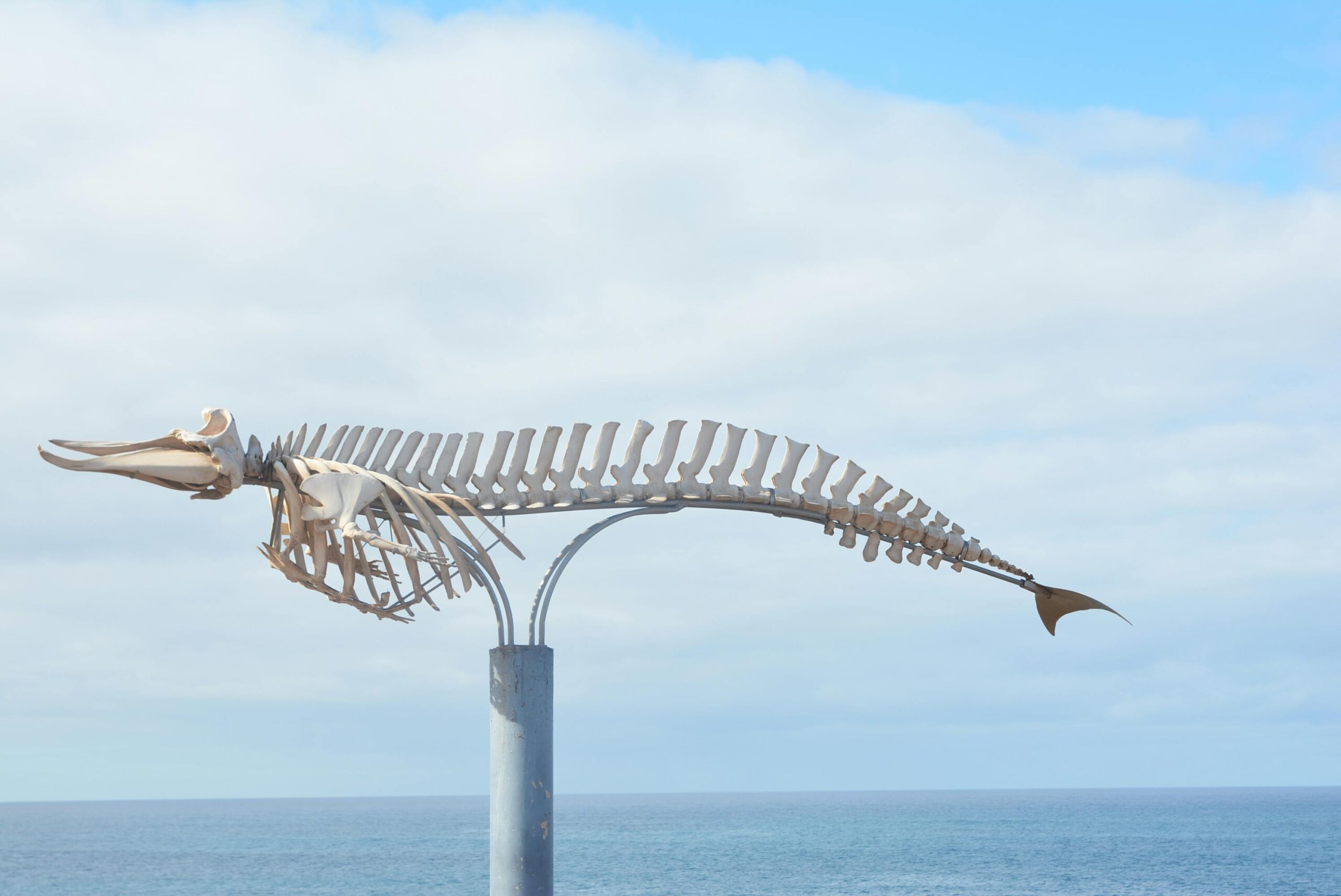 skeleton coast tour price