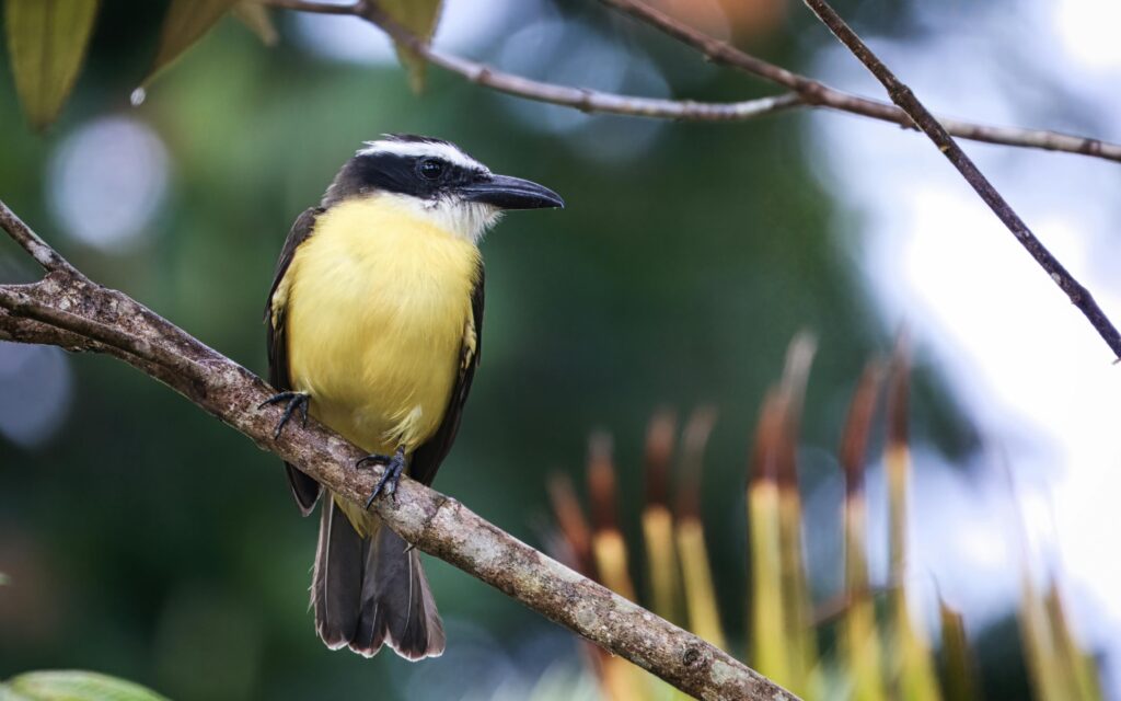 tortuguero turtle watching tour price