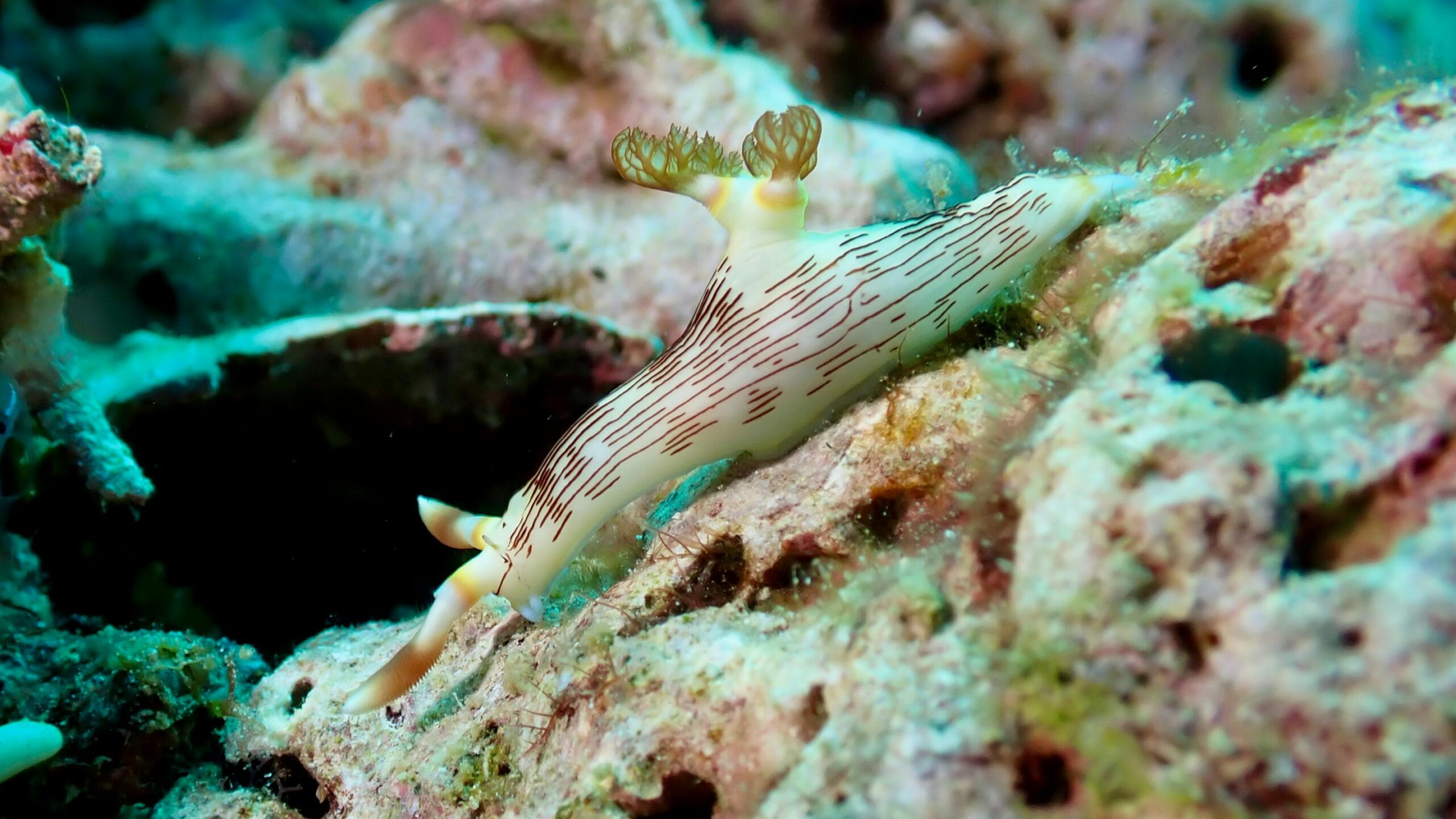 best resorts in siargao