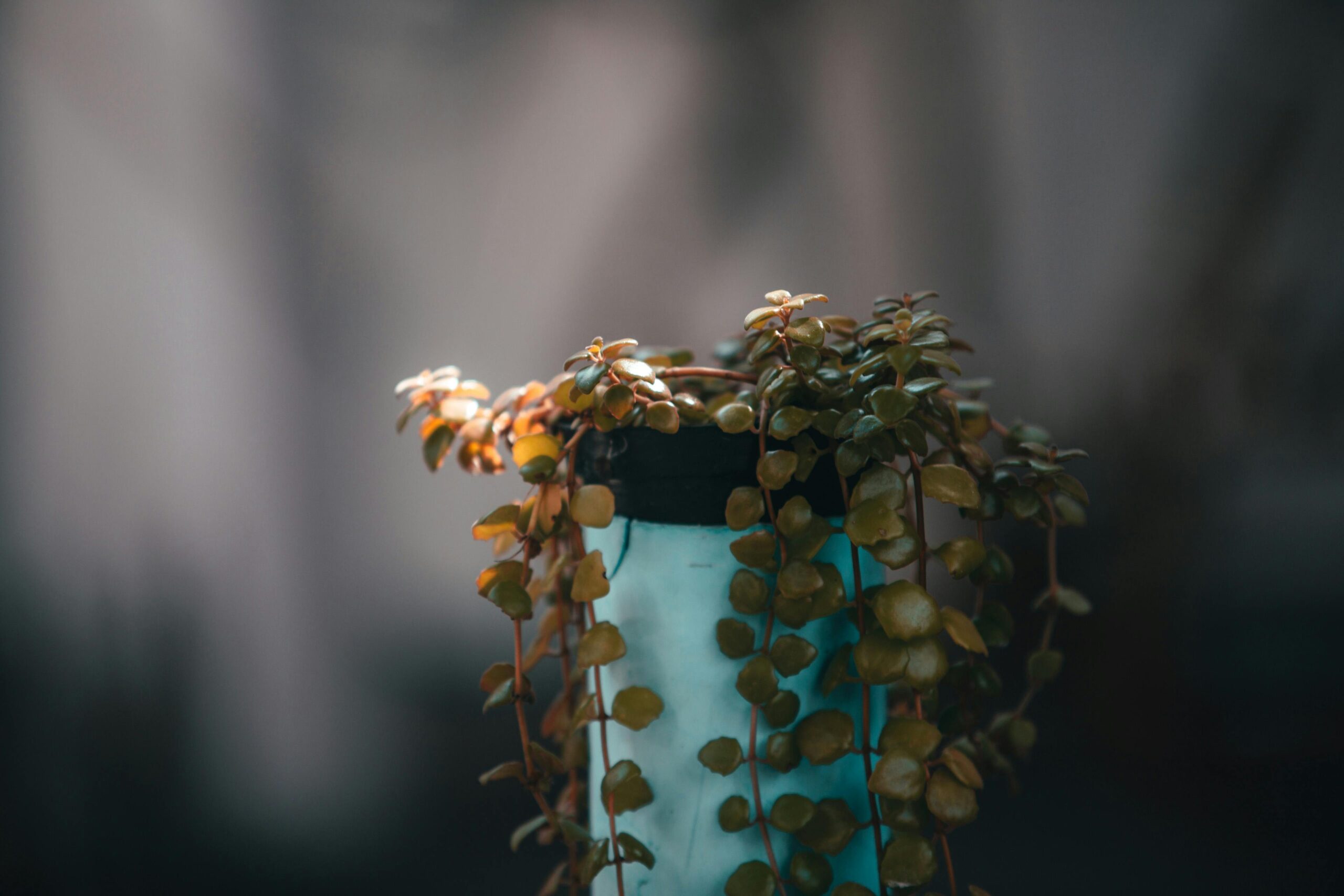 best hotels in maafushi