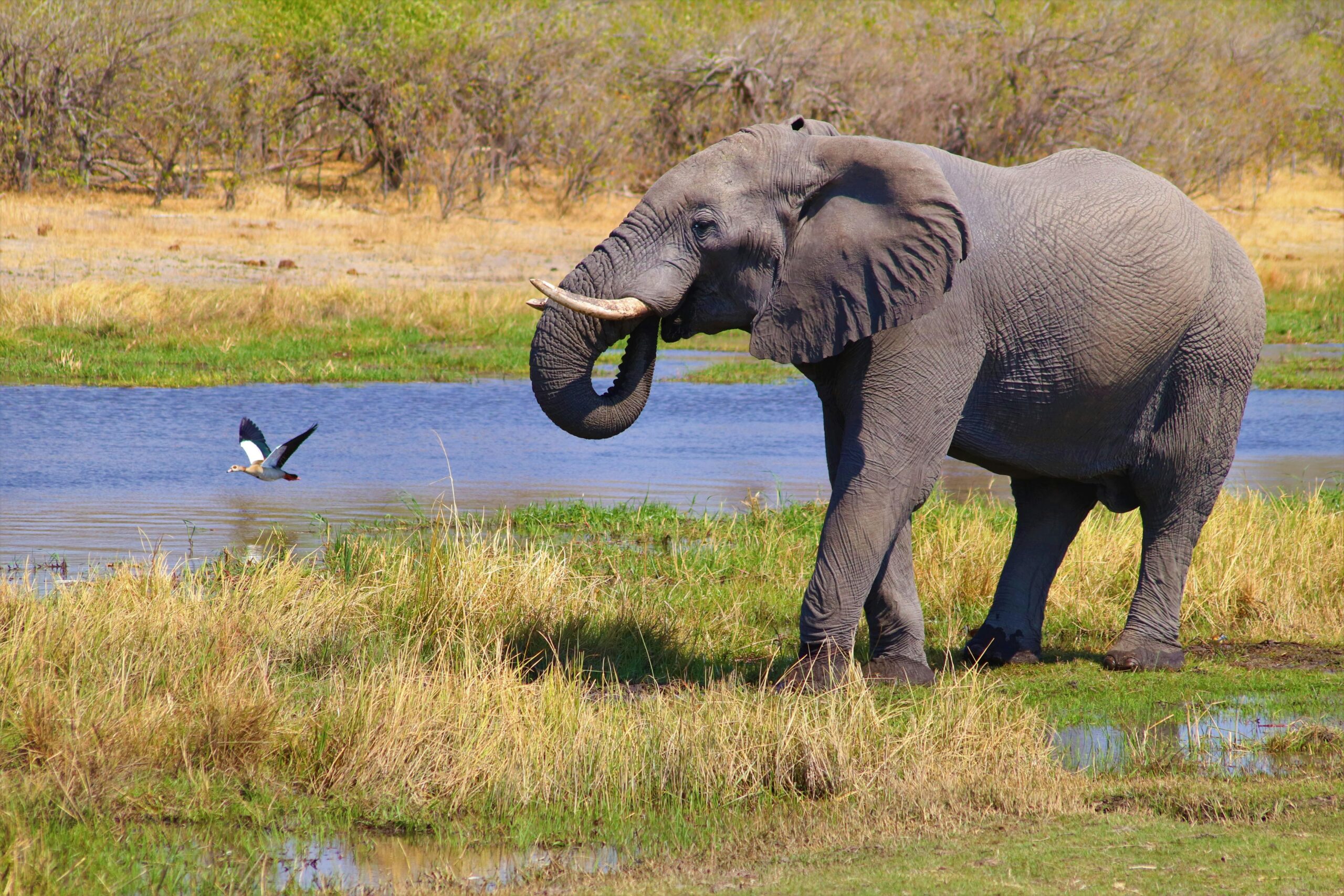 okavango delta safari price