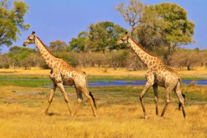okavango delta safari price