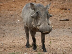 kruger national park safari price
